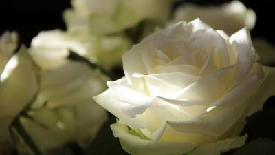 Roses petals bud 4k wallpaper