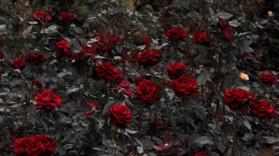 Roses red flowerbed 4k wallpaper