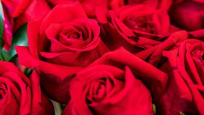 Roses red petals 4k wallpaper