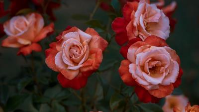 Roses rose garden 4k wallpaper