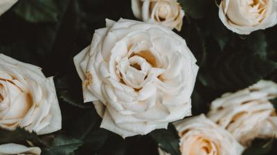 Roses white flowers 4k wallpaper