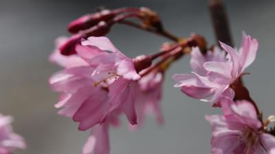Sakura blossom branch flower 4k wallpaper