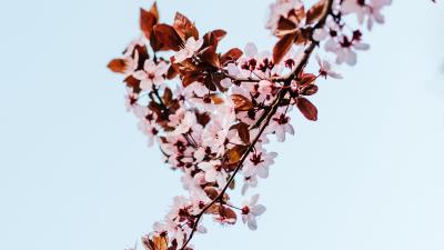 Sakura branch flowers 4k wallpaper