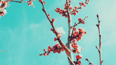 Sakura branches flowers 4k wallpaper