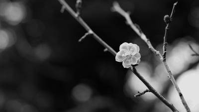 Sakura flower bw 4k wallpaper