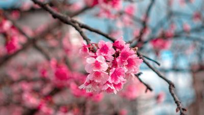 Sakura flowers bloom 4k wallpaper
