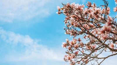Sakura flowers branches image 4k wallpaper