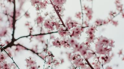Sakura flowers branches 4k wallpaper