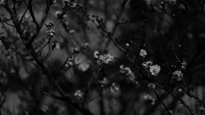 Sakura flowers bw 4k wallpaper