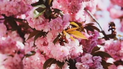 Sakura flowers flowering 4k wallpaper