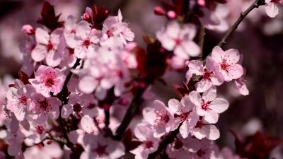 Sakura flowers petals 4k wallpaper