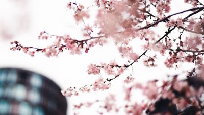 Sakura flowers pink 4k wallpaper
