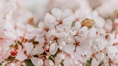 Sakura flowers spring 4k wallpaper