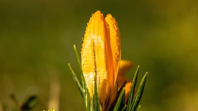 Snowdrop flower drops 4k wallpaper