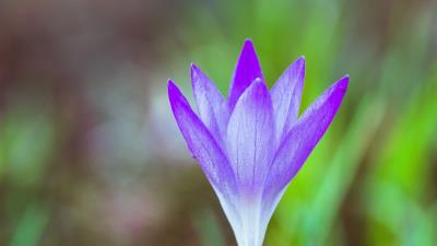 Snowdrop flower grass 4k wallpaper