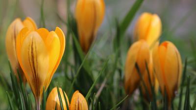 Snowdrops flowers macro 4k wallpaper