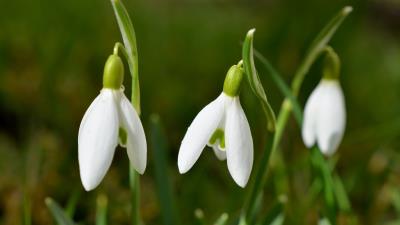 Snowdrops flowers spring 4k wallpaper