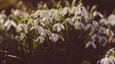 Snowdrops glade spring 4k wallpaper