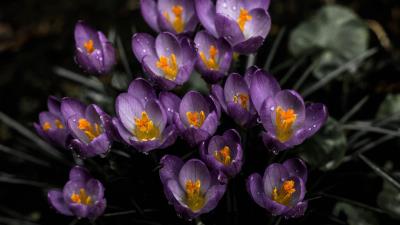 Snowdrops purple spring 4k wallpaper