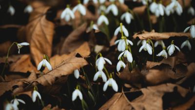 Snowdrops white flowers image 4k wallpaper