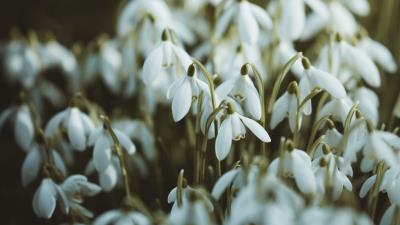 Snowdrops white flowers 4k wallpaper