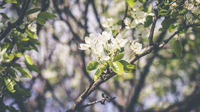 Spring flowering branch flowers 4k wallpaper