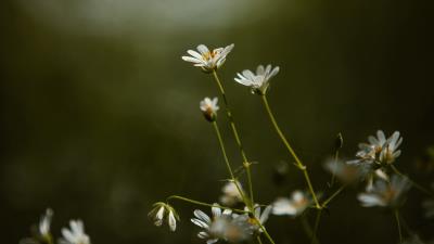 Stellaria flowers petals 4k wallpaper