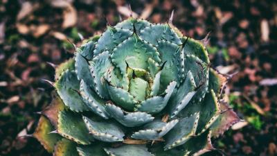 Succulent flower plant leaves 4k wallpaper