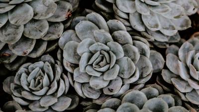 Succulents flowers plant image 4k wallpaper