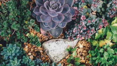 Succulents flowers plant 4k wallpaper
