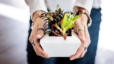 Succulents hands houseplant 4k wallpaper