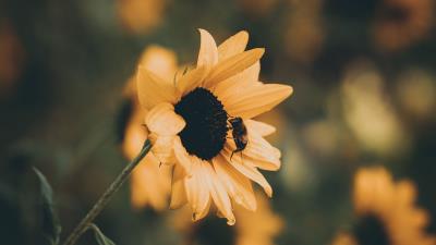 Sunflower bee flower 4k wallpaper
