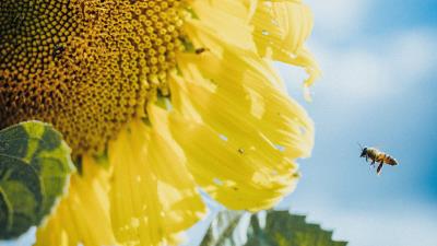 Sunflower bees flower 4k wallpaper