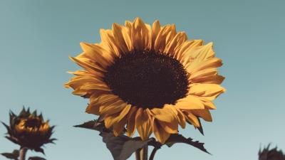 Sunflower flower bloom 4k wallpaper