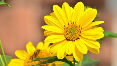 Sunflower flower bud 4k wallpaper