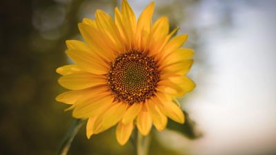 Sunflower flower plant 4k wallpaper