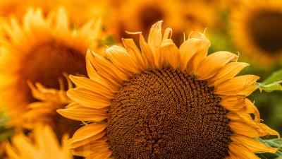 Sunflower flowers yellow 4k wallpaper