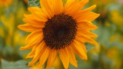 Sunflower petals flowers 4k wallpaper