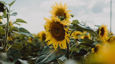 Sunflower petals yellow 4k wallpaper