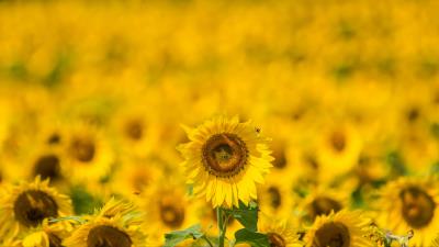 Sunflower yellow blur 4k wallpaper
