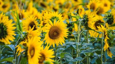 Sunflower yellow flower image 4k wallpaper