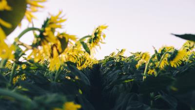 Sunflower yellow flower picture 4k wallpaper