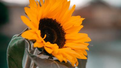 Sunflower yellow flower 4k wallpaper