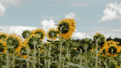 Sunflowers field flowers image 4k wallpaper