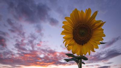 Sunflowers field flowers 4k wallpaper