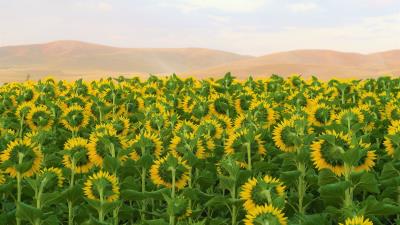 Sunflowers flowers field image 4k wallpaper