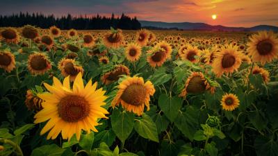 Sunflowers flowers field 4k wallpaper