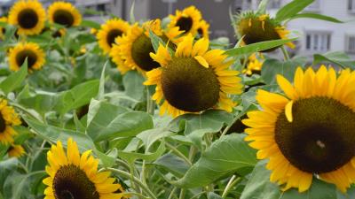 Sunflowers green hats building 4k wallpaper
