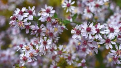 Symphyotrichum flowers bush 4k wallpaper