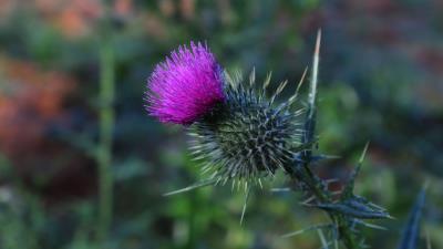 Thistle flower spines 4k wallpaper